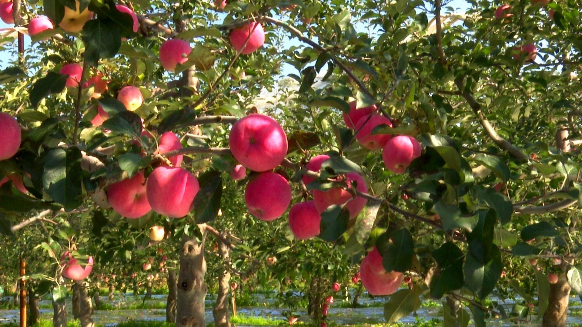 寧縣：蘋果豐收果農樂 碩果盈枝促增收
