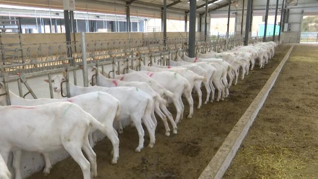 合水縣實施奶羊人工授精 助推奶羊產業高質量發展
